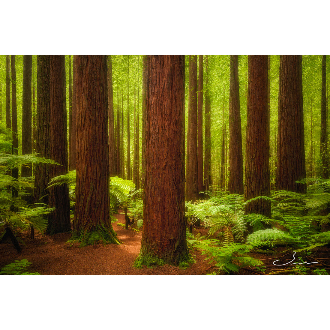 森 - / Nature Landscape - Forest - – Jiro Yabuzaki Official